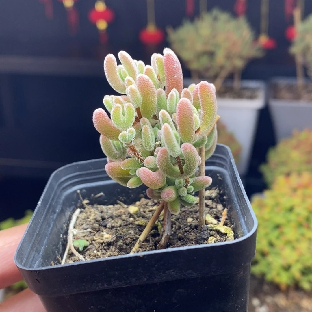 a80号实生红叶枝干