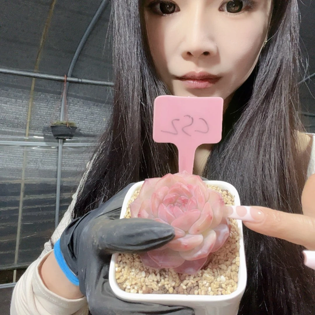 多肉植物一物一拍