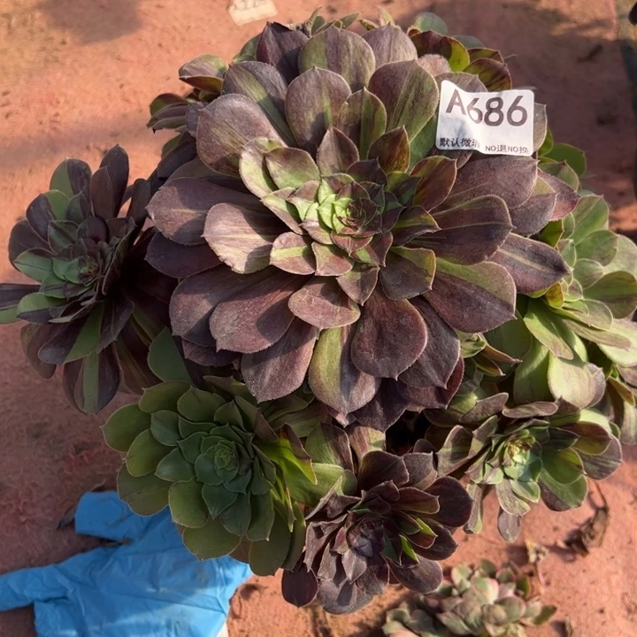 花月夜多肉植物686.