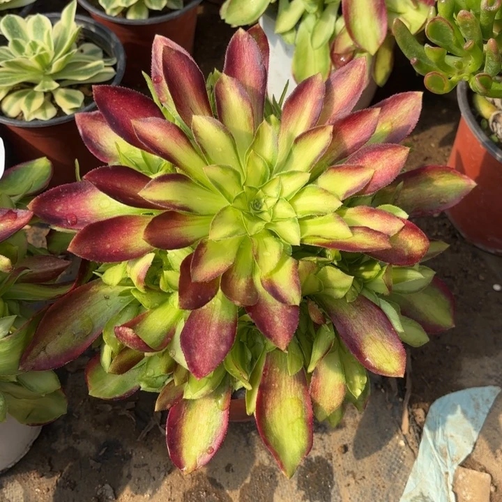 韶华多肉法师量拍