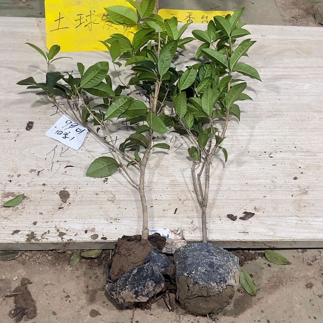 完全开放一物一拍的桂花