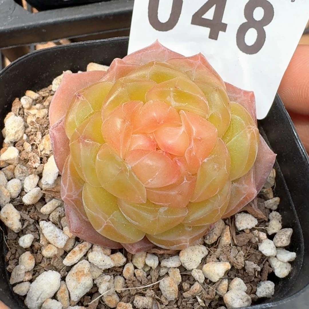 A****兴甜甜圈         多肉植物