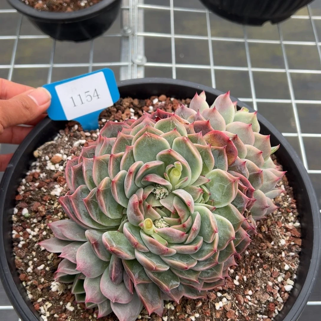 A**牛1154多肉多多多多