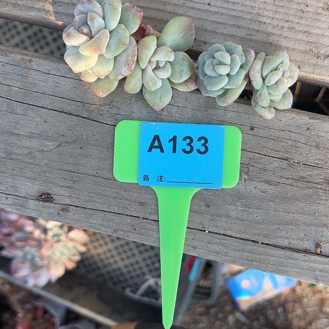 L***l多肉植物一物一拍