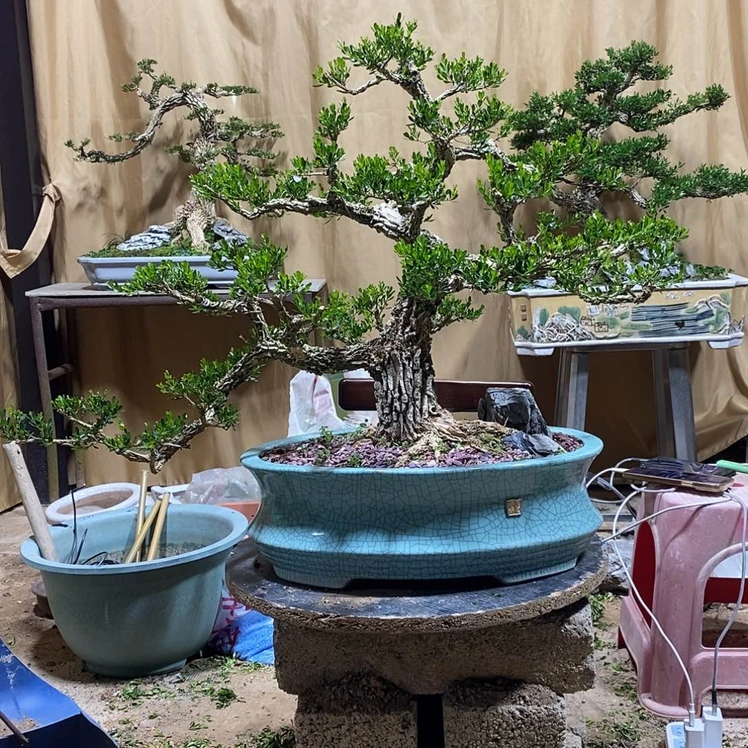 当前无花朵，栽培后可花朵