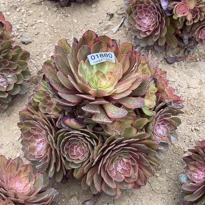 01880万七彩多肉植物