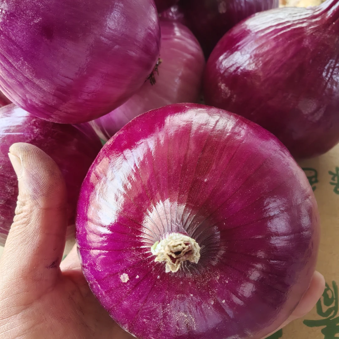 紫皮洋葱5 斤当季洋葱  凉拌炒菜圆洋葱