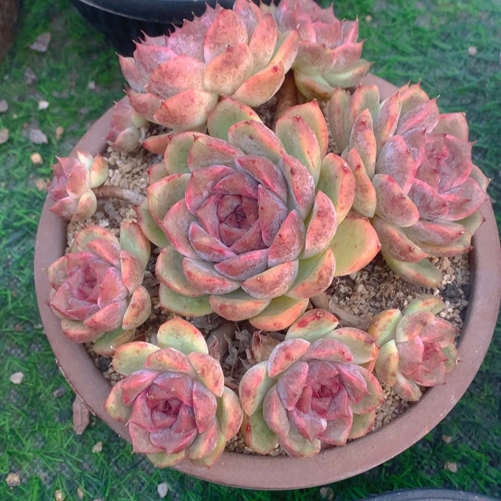 飞*多肉乐园精品紫水晶