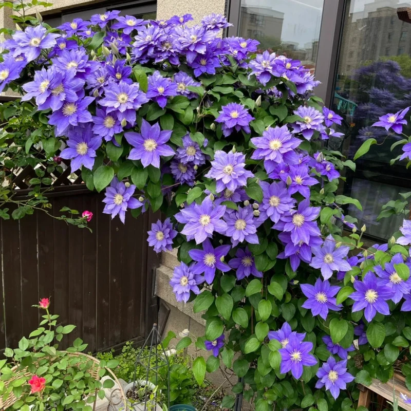 皇后铁线莲花卉盆栽苗乌托邦九重中大苗阳台花园多季开花爬藤植物