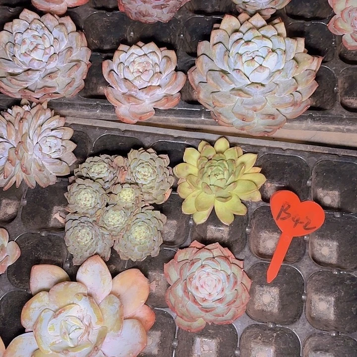 做***定一堆多肉植物B42