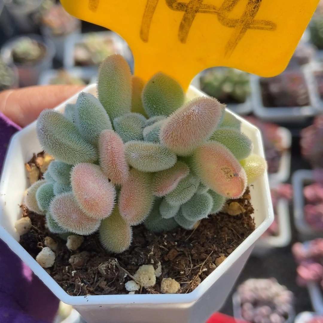1944雪晃星缀多肉植物