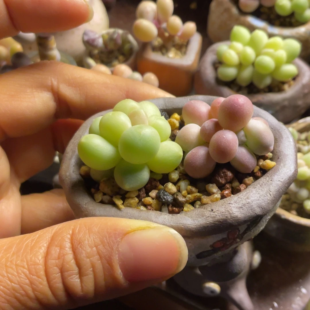 汉堡奶还有天空美人两个精品