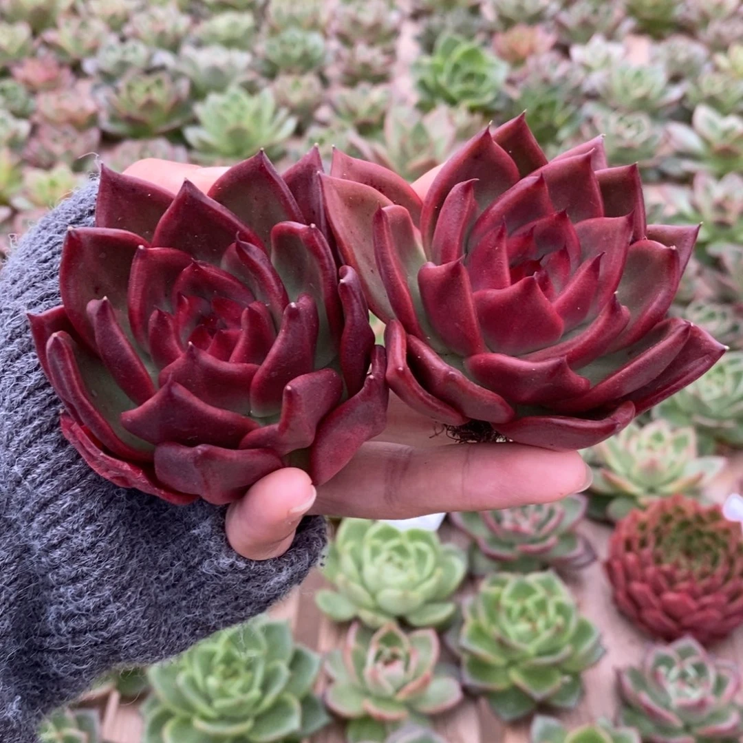 无花朵84 号东云系多肉植物