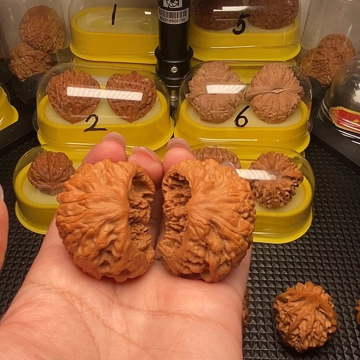 黑***秋全品蛇头   聚宝盆