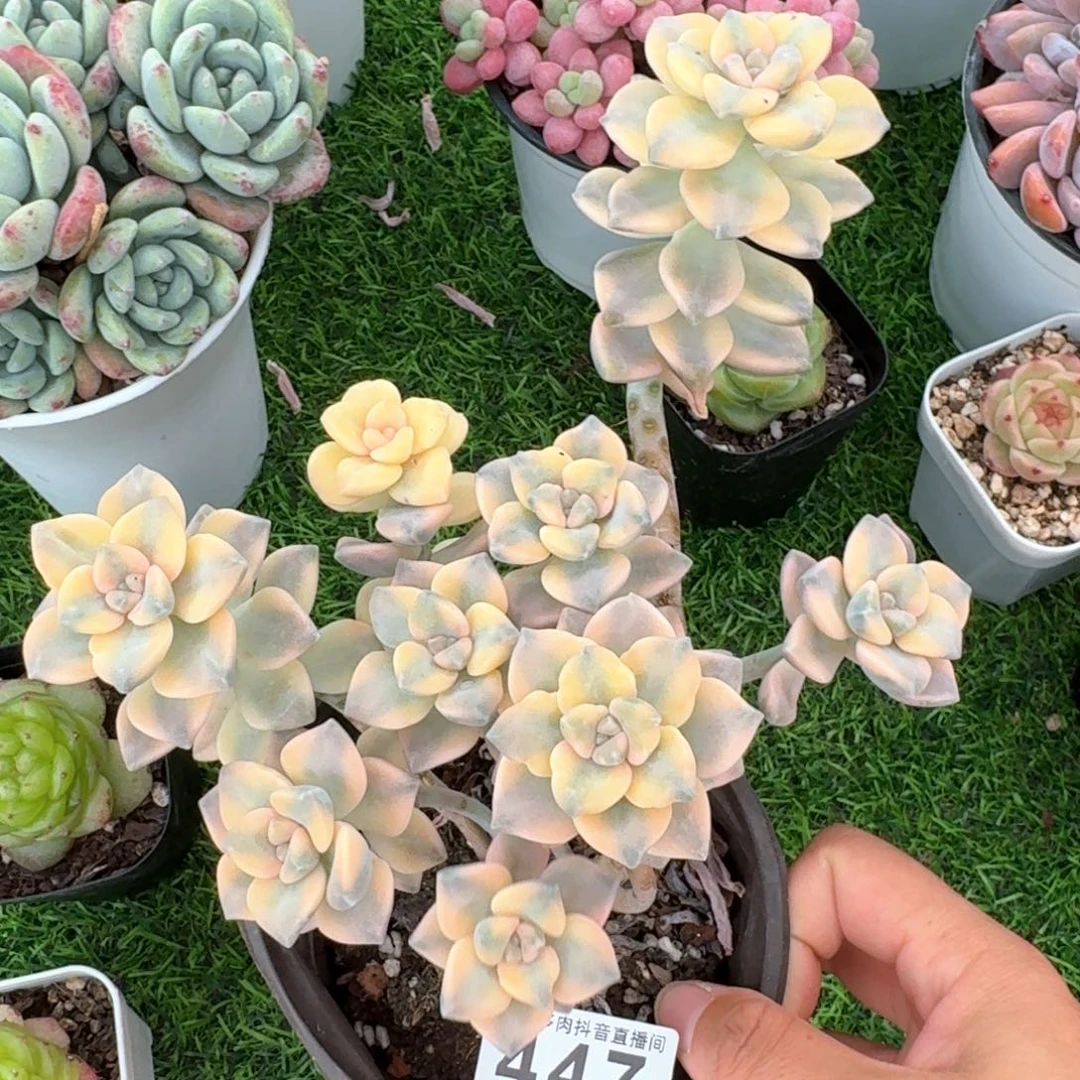 美杏锦         多肉植物