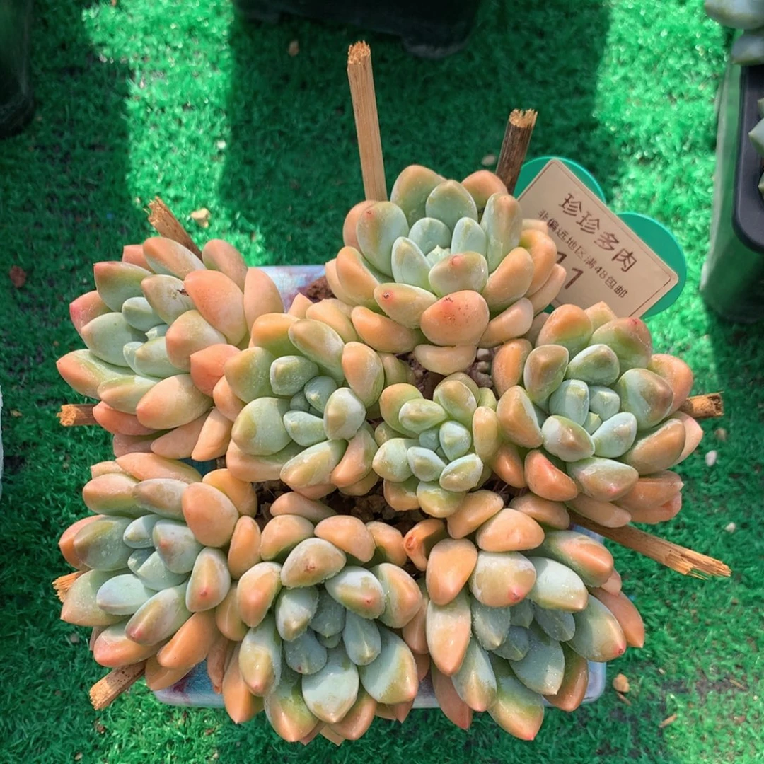 宽叶奶糖老桩平头11