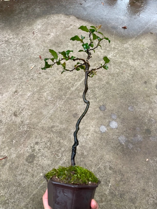 （单品直接拍）金弹子，瓶兰花，公母未知，原盆原土包邮。