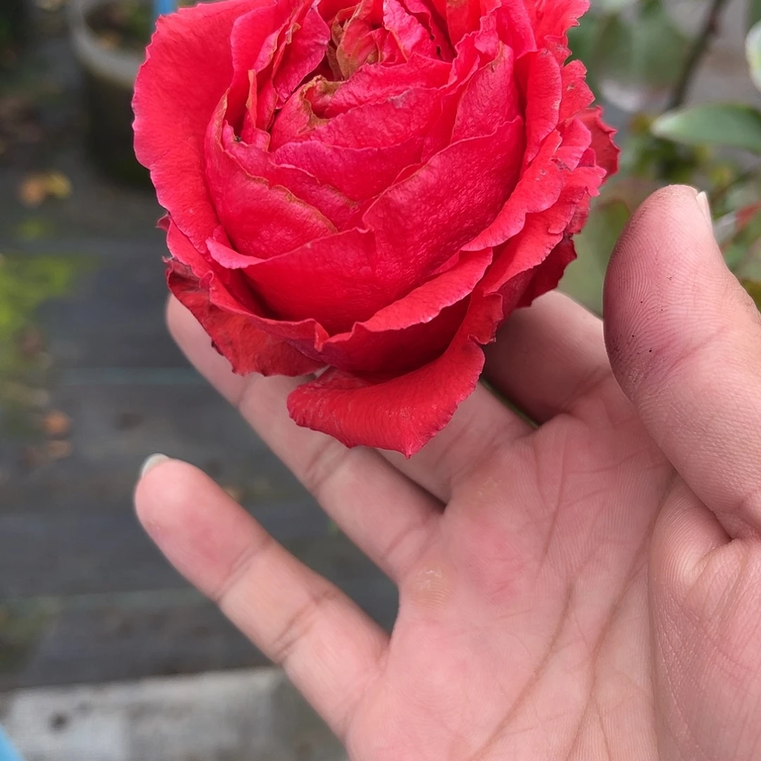无花朵———-帝王 福利