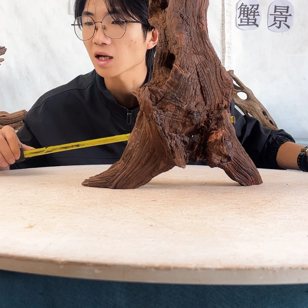 沉木造景爬宠造景