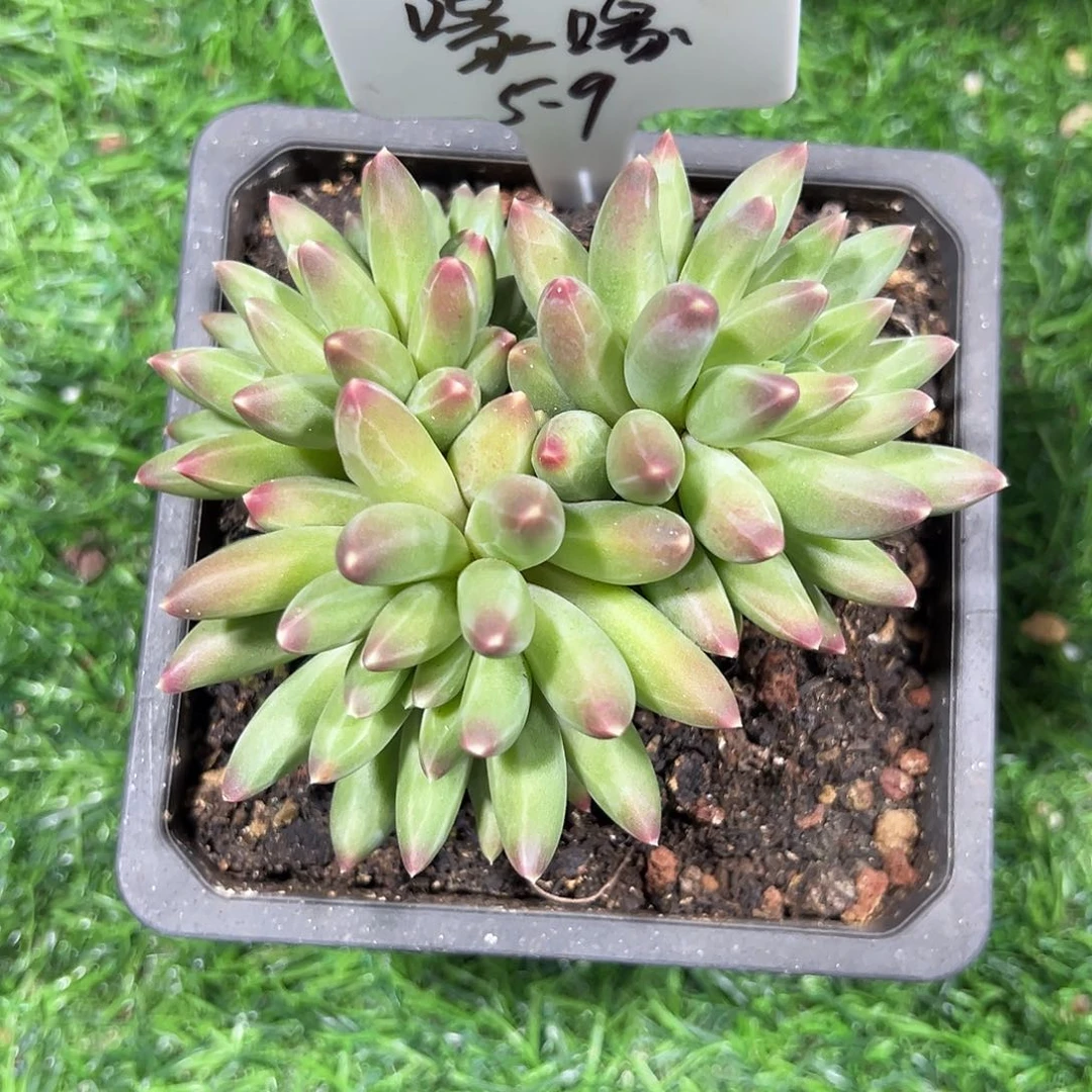 喙*伊卡鲁斯一个