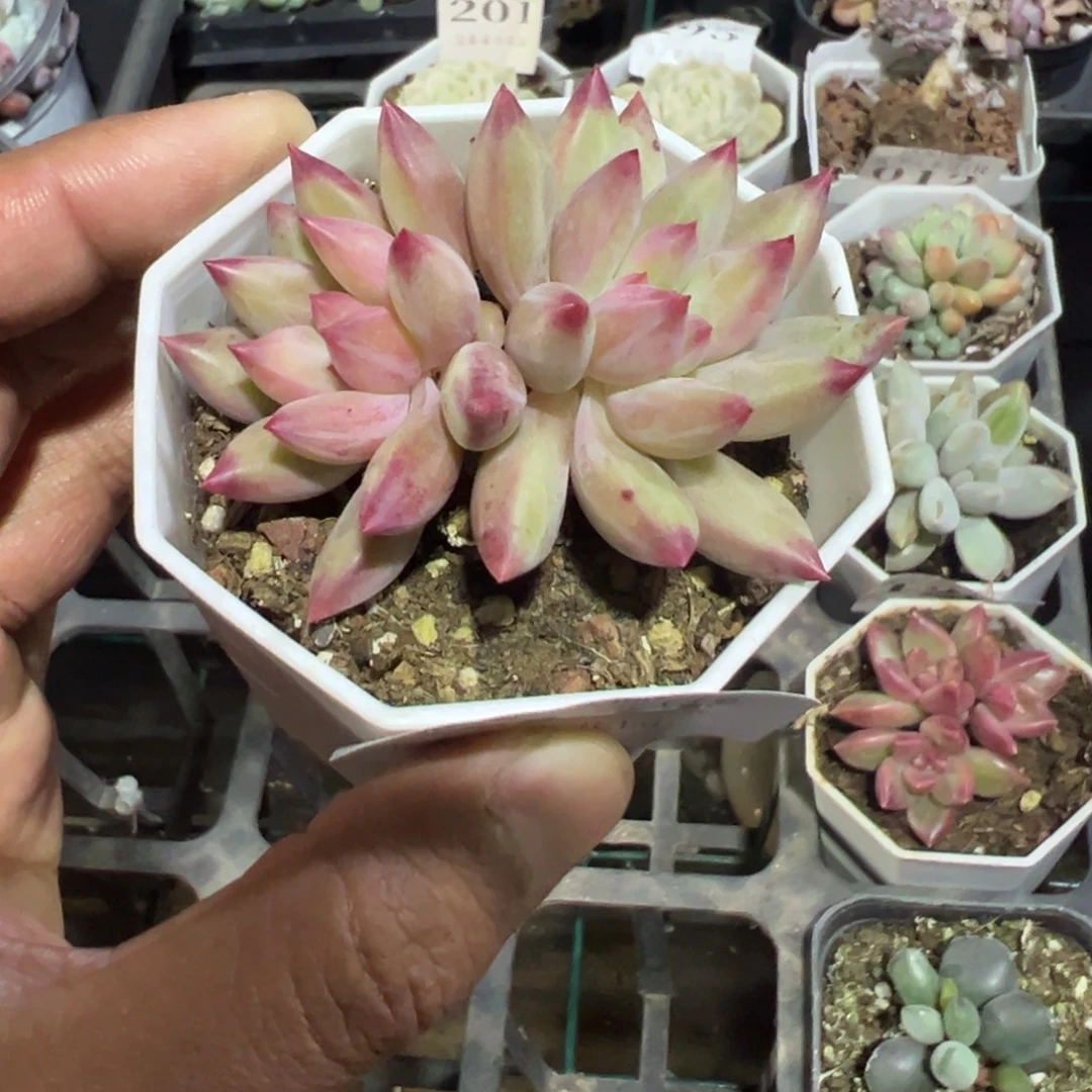 112号二代虞美人一物一拍满18包邮