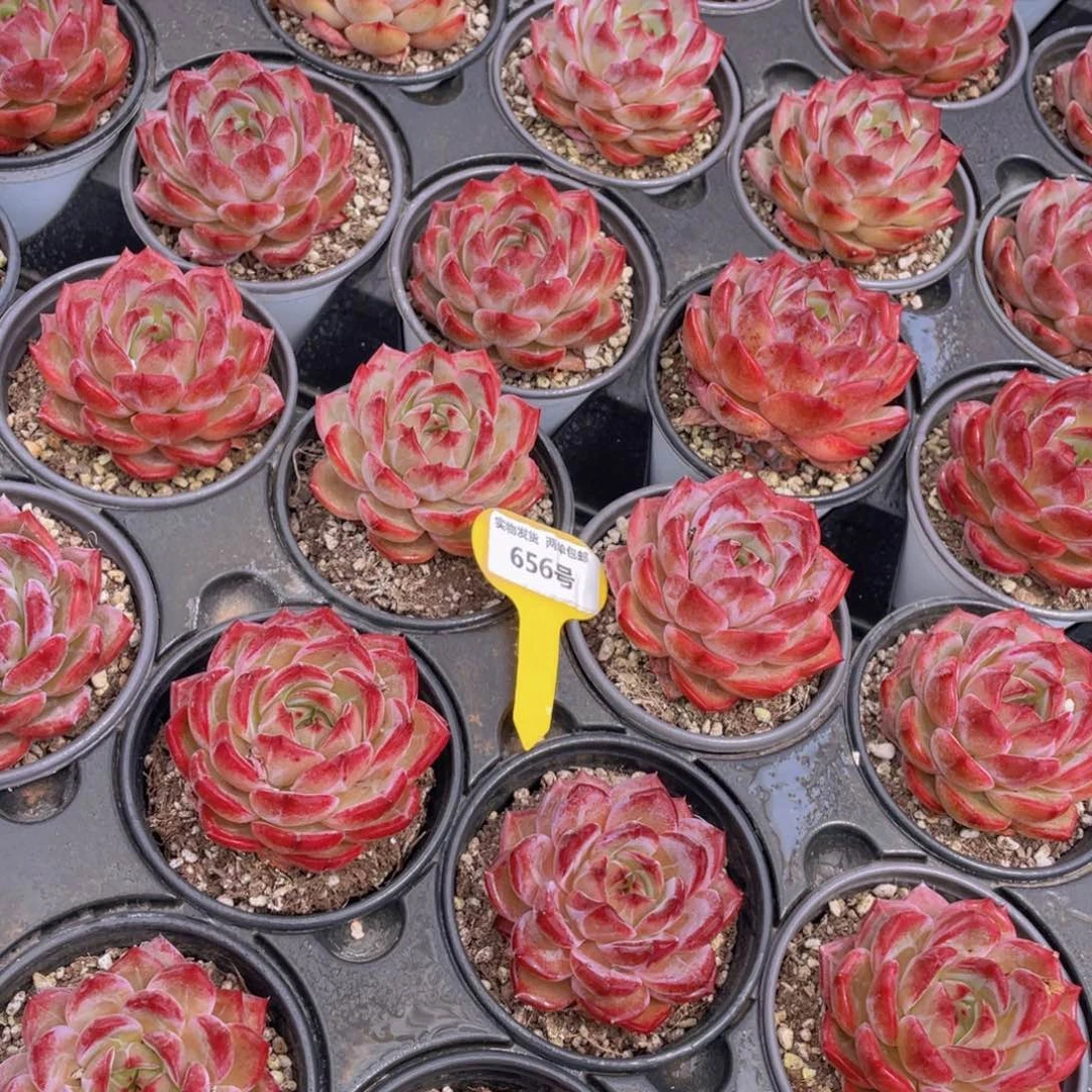 656号 宽叶全状态夜魔侠母本大单头一个