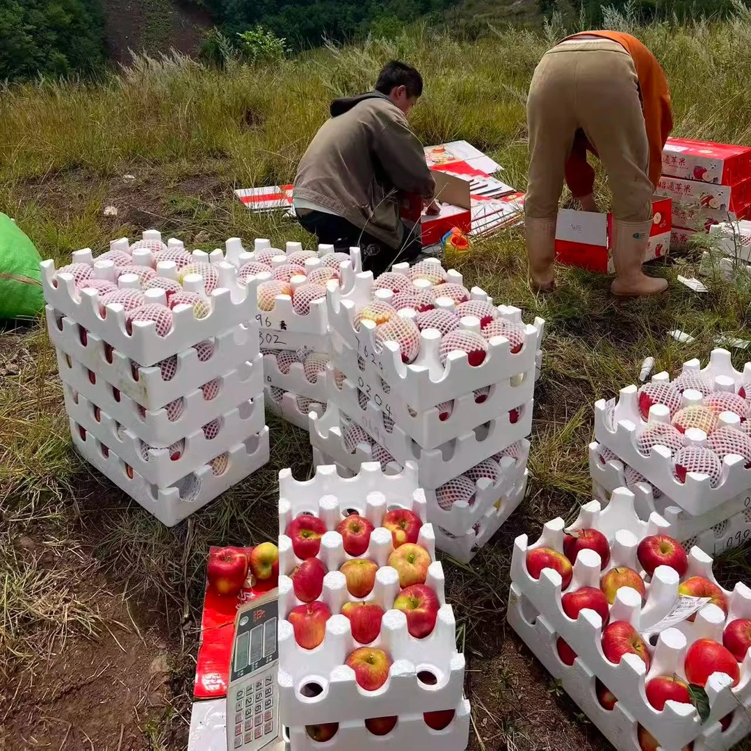 云南昭通高山农家自种当季冰糖心丑苹果新鲜水果红富士野生苹果
