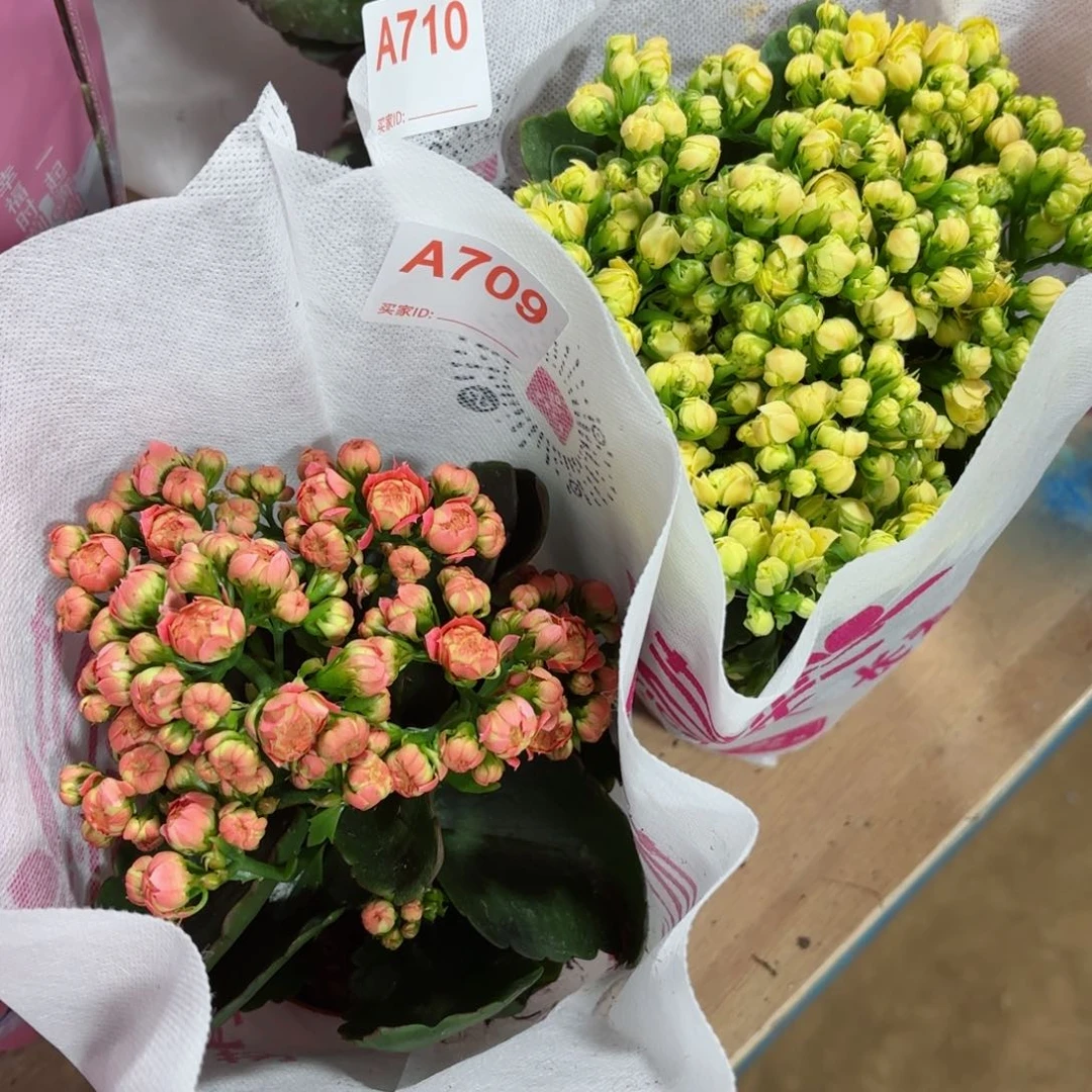 709-710两颗长寿花