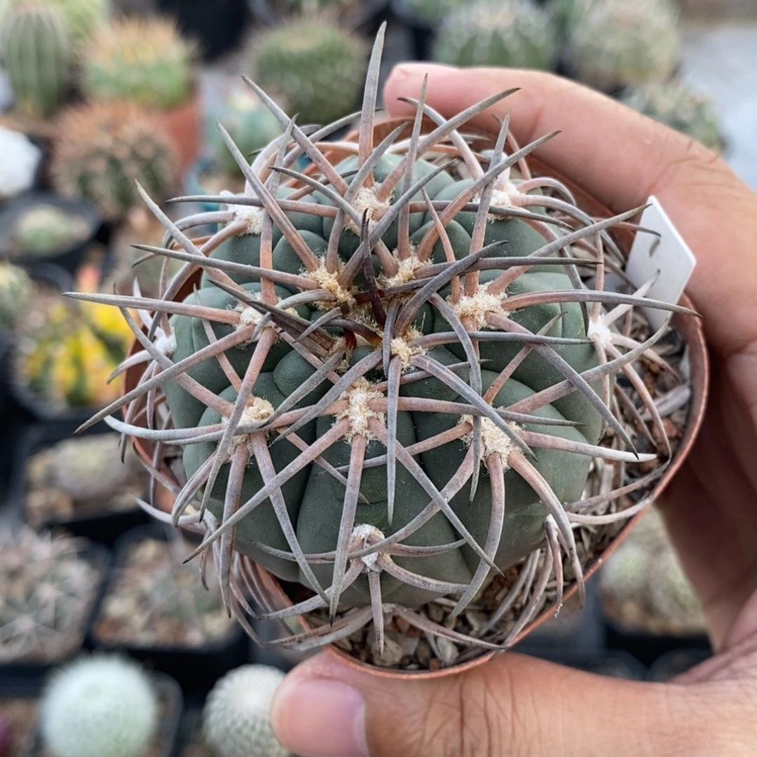 植播园艺豪刺天平九刺基因