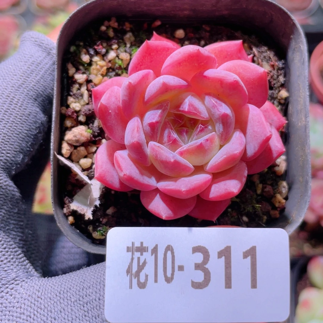 花利美 10-311颜霜