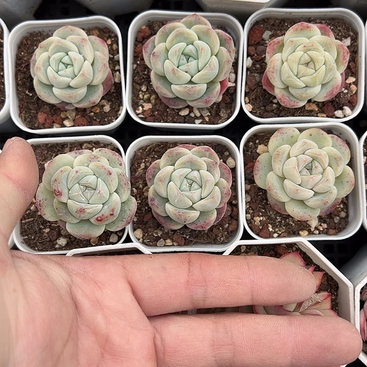 厚梦到手1颗量拍多肉满18元包邮