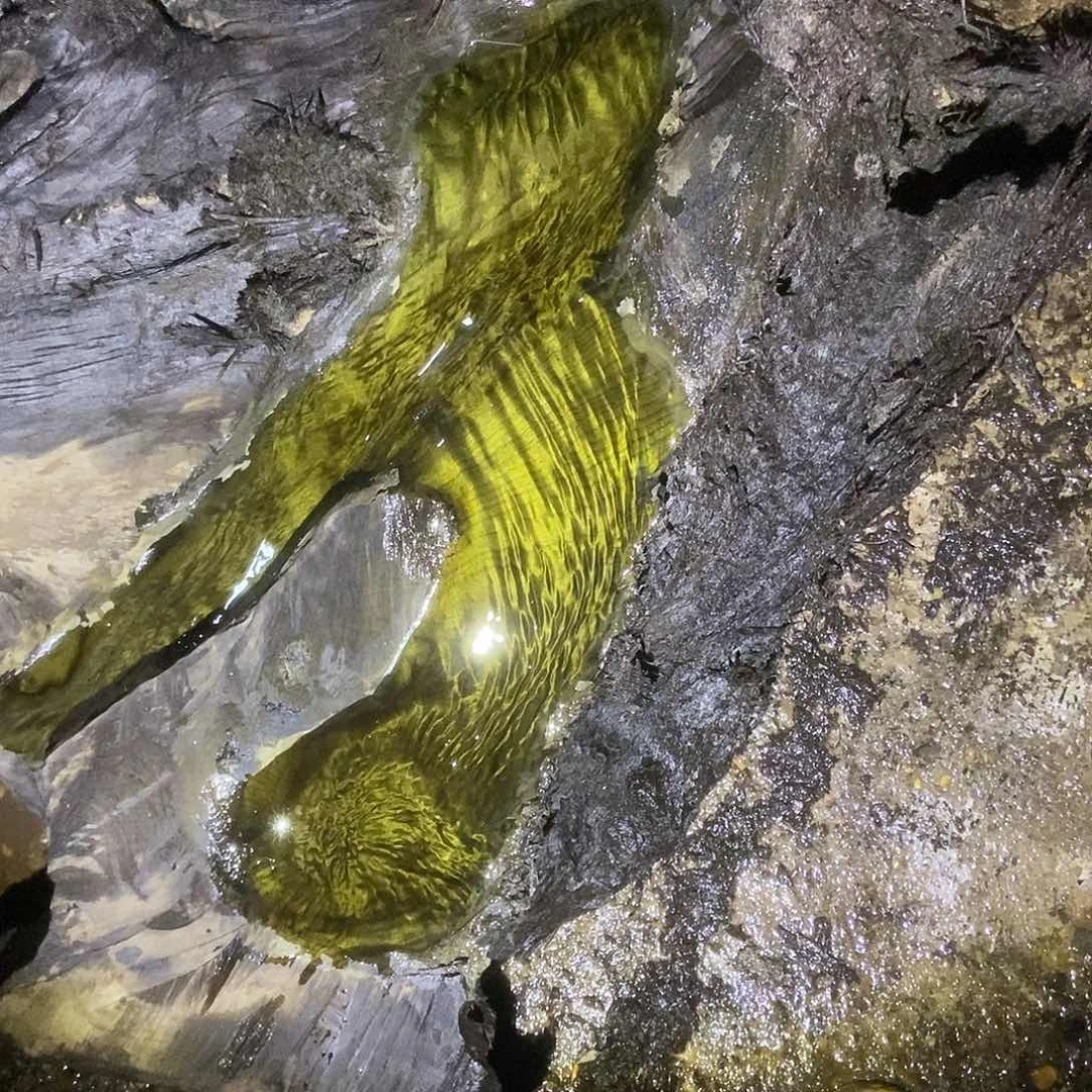 哈**雕金丝楠阴沉木毛料