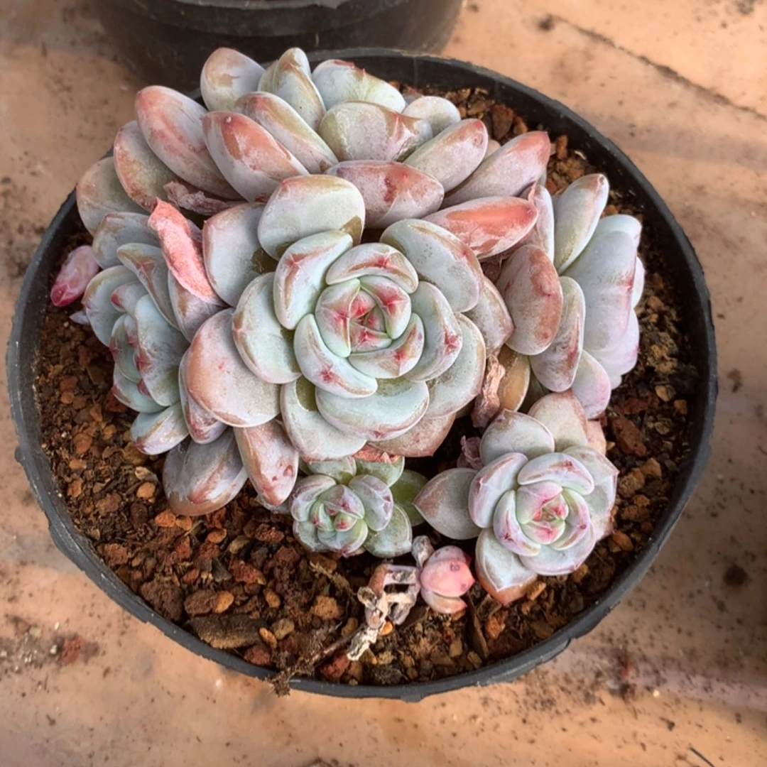 无花朵哈哈哈哈哈哈哈哈无砍