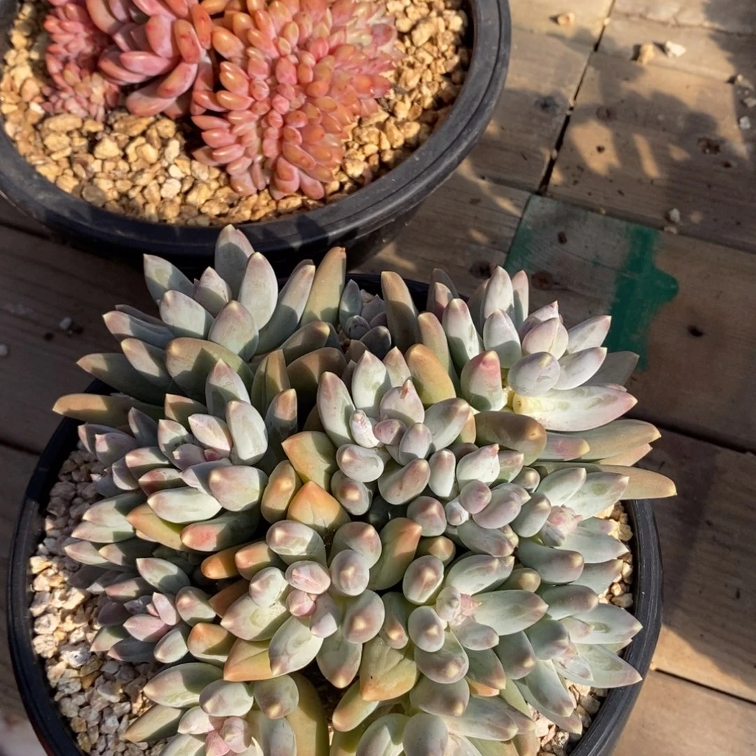 啾***小54号多肉植物小宝贝