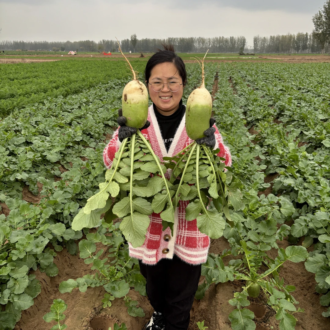 河南青萝卜脆甜微辣新鲜萝卜可腌萝卜干炖汤萝卜生吃萝卜炒萝卜菜
