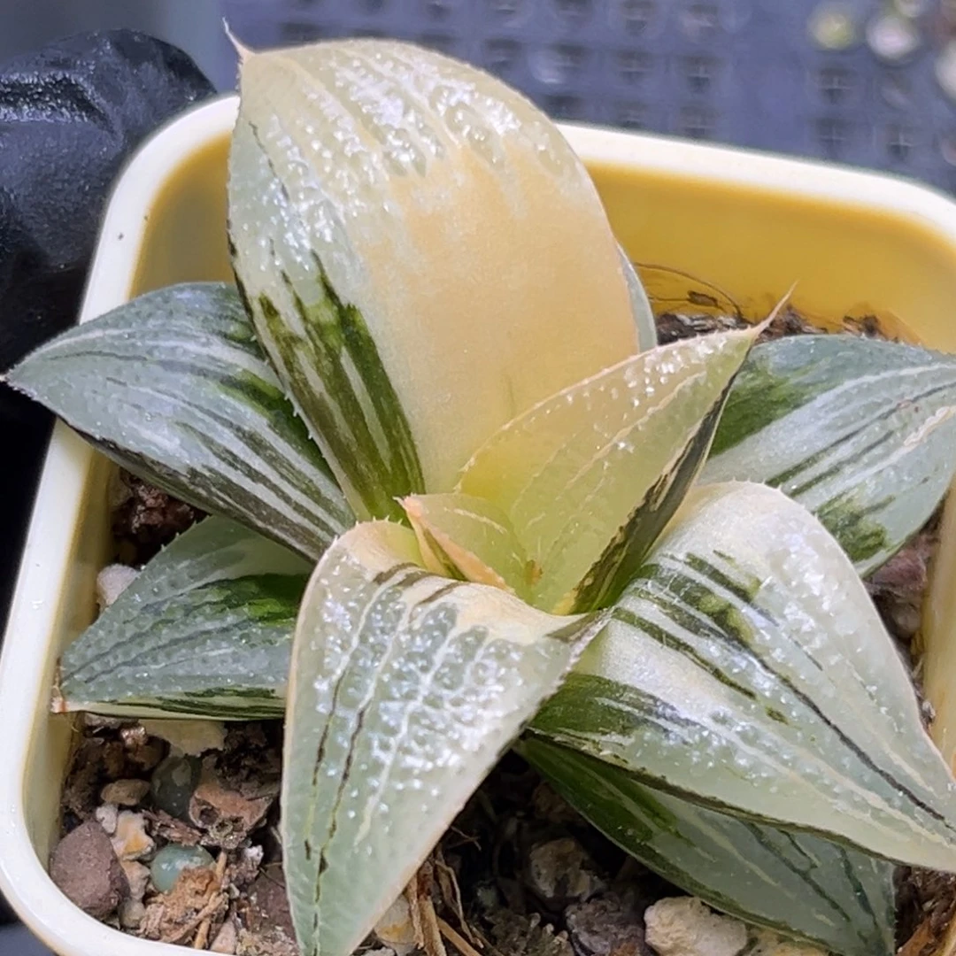 恭喜发财大吉大利0354