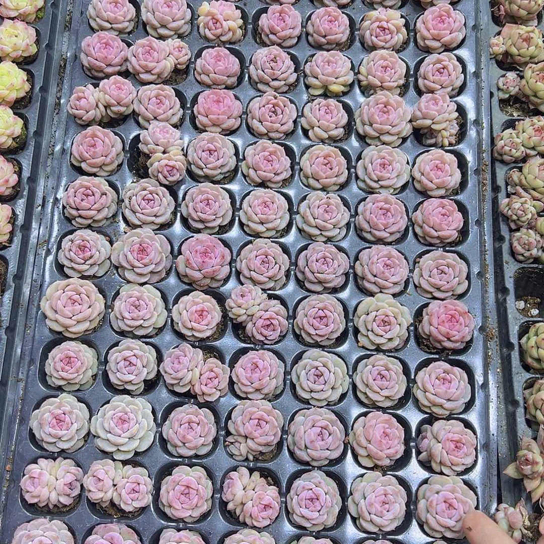 钢丝球105个19包邮多肉