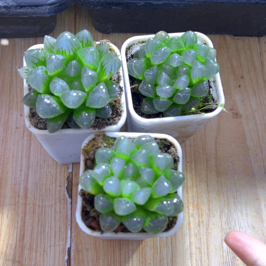 白盆糯肌玉露多肉3颗