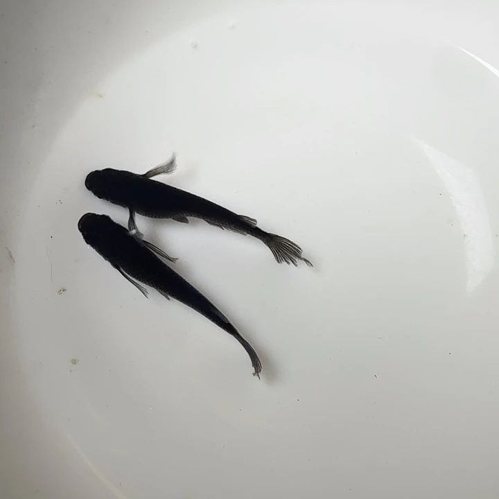 青鳉鱼78号拍品长鳍大蛇