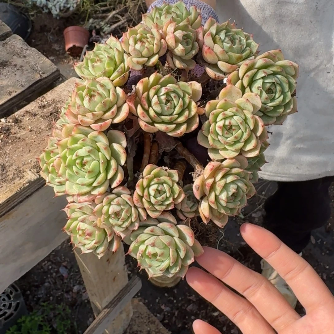 ****草多肉 一颗 不包损35号