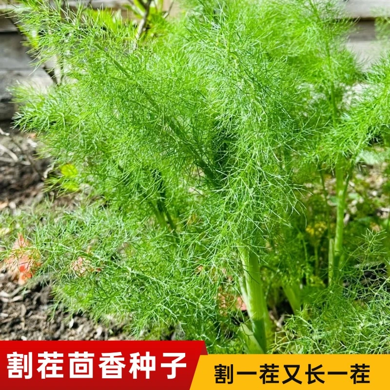 【全店满5包包邮】割茬茴香种子小茴香籽耐热耐寒种植简单蔬菜籽