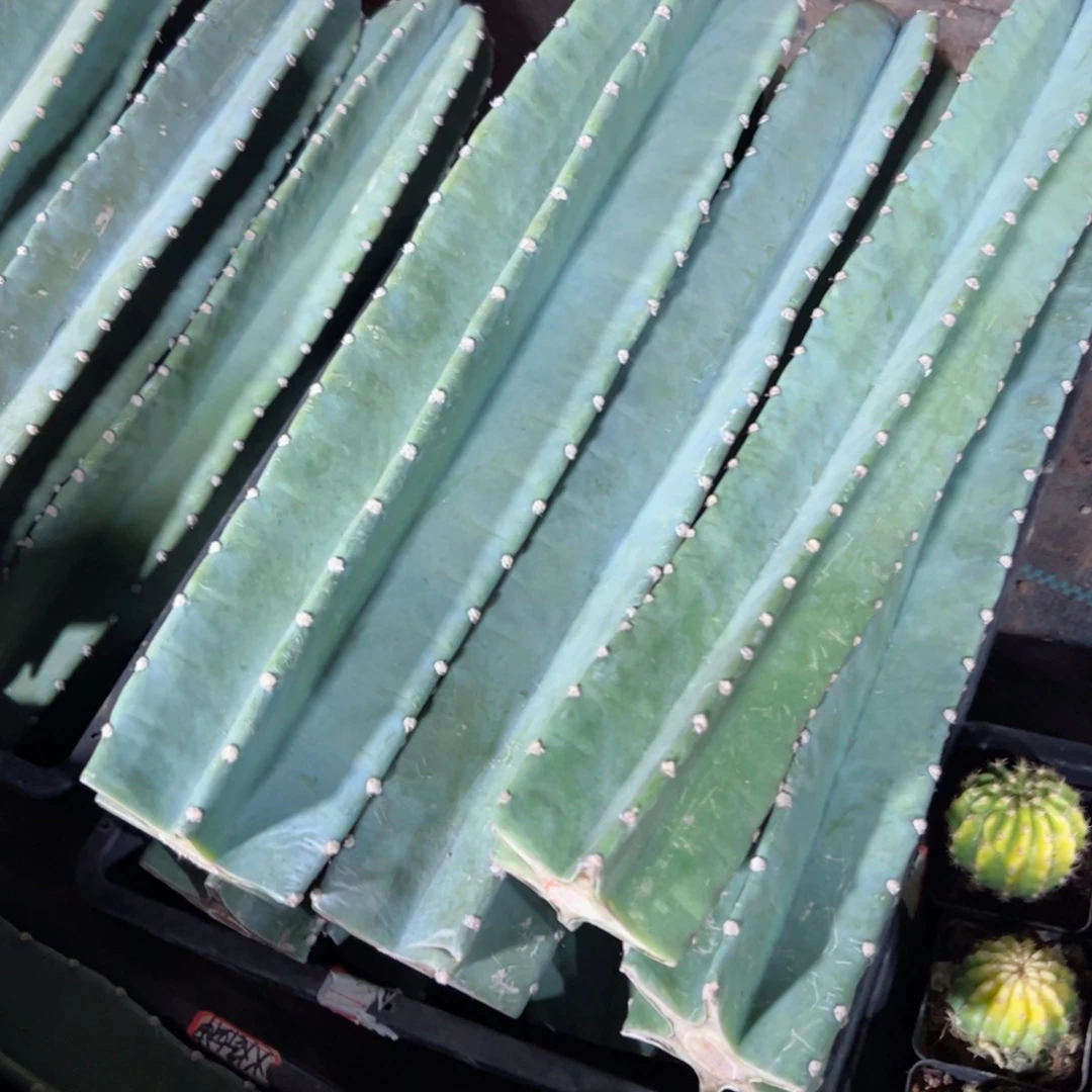 下47砍头量天尺班40公分左右20包邮