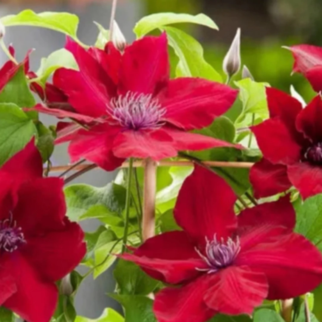 起初园艺铁线莲『努比亚』红色丝绒庭院阳台盆栽垂吊花卉观赏植物