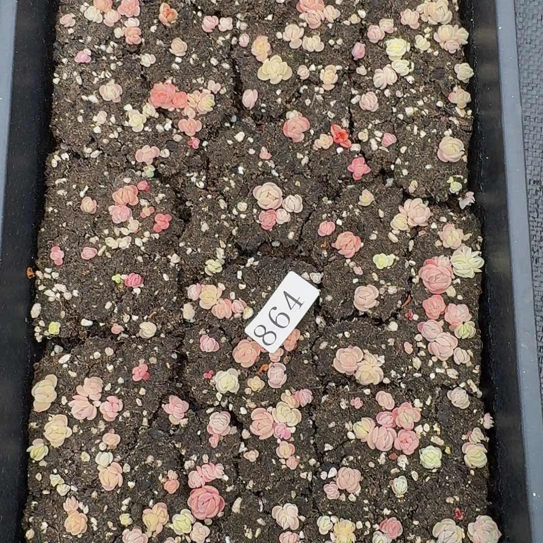 多肉植物多肉植物364