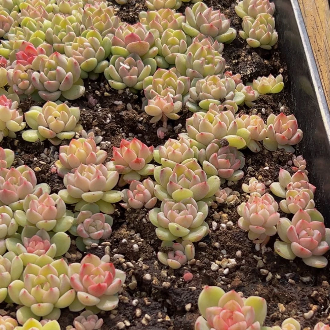 932多肉葡萄的味道是什么味道的