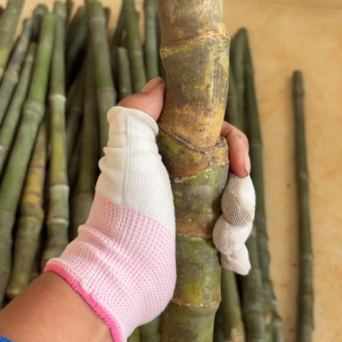 〖***〗实心竹竹竹竹竹竹竹竹竹