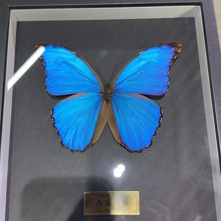 大蓝闪蝶蝴蝶标本专拍