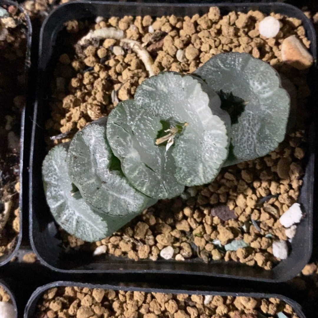 一颗牛逼玉扇。