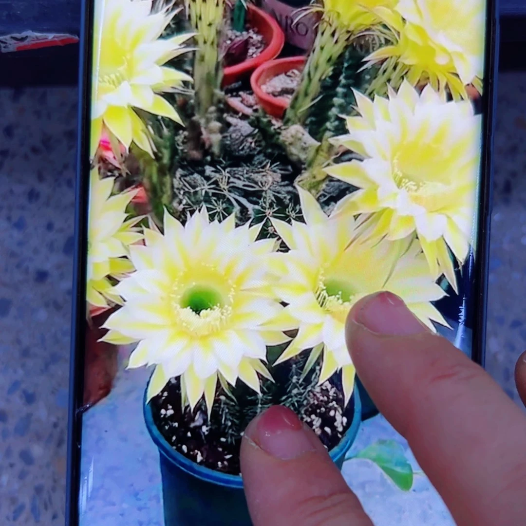 下85彩草一卡洛斯歪无根侧芽4公分左右20包邮