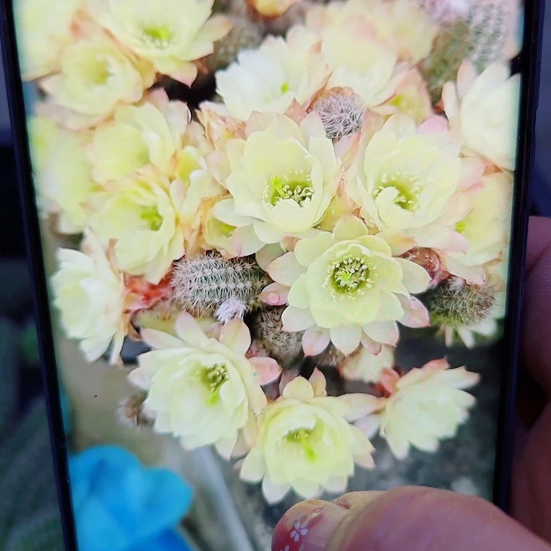 下87白檀马尔文2个无根小侧芽20包邮
